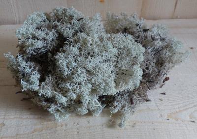 Herfst decoratie ijsland mos in bakje Warentuin Natuurlijk - Warentuin natuurlijk Herfst decoratie ijsland mos in bakje Warentuin Natuurlijk - Warentuin natuurlijk