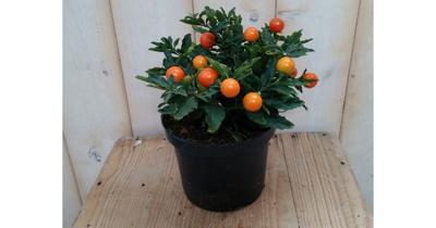 3 stuks! Solanum Appeltje der liefde Nachtschade Warentuin Natuurlijk - Warentuin natuurlijk