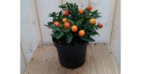 3 stuks! Solanum Appeltje der liefde Nachtschade Warentuin Natuurlijk - Warentuin natuurlijk - thumbnail