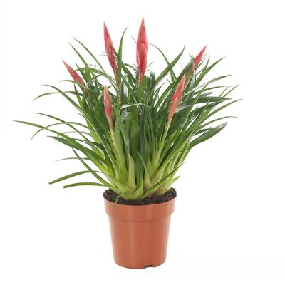 Vriesea Astrid (Multiflower Bromelia) P 12 cm Vriesea Astrid (Multiflower Bromelia) P 12 cm