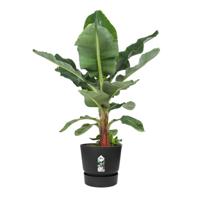 Greenville rond 40 bloempot living black buiten dia. 39 x h 36,8 cm elho - Elho - thumbnail