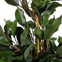 Mica Decorations Ficus Exotica Kunstplant in Bloempot 60 cm - thumbnail