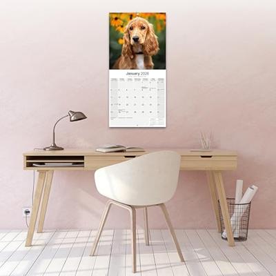 Engelse Cocker Spaniel Kalender 2026 Engelse Cocker Spaniel Kalender 2026