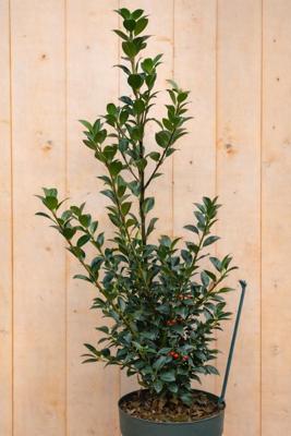 Hulst vrouwelijk Ilex meserveae 120 cm Warentuin Natuurlijk - Warentuin natuurlijk