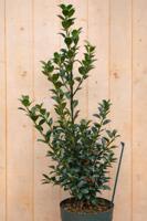 Hulst vrouwelijk Ilex meserveae 120 cm Warentuin Natuurlijk - Warentuin natuurlijk - thumbnail