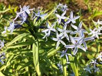 Blauwe ster - thumbnail