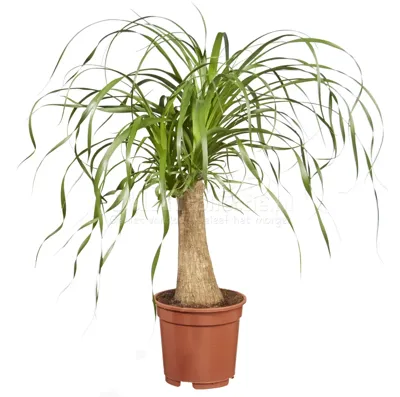 Olifantspoot - Beaucarnea recurvata 65cm