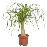 Olifantspoot - Beaucarnea recurvata 65cm - thumbnail