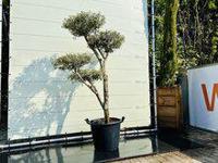 Olijfboom Pon Pon - Olea Europaea - thumbnail