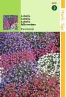 Zaden Lobelia Parelsnoer gemengd Hortitops - Hortitops - thumbnail