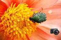 Raynox DCR-150 - thumbnail