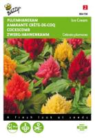Zaden Celosia Pluimhanekam Ice Cream gemengd Buzzy - Buzzy - thumbnail
