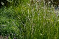 Blauwgras - thumbnail