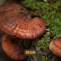Cupplement Reishi Supplements 60Capsules - thumbnail