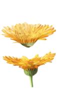 Weleda Calendula baby bodymilk 200 Milliliter - thumbnail