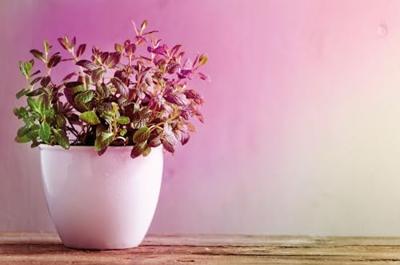 Paulmann LED-plantenlamp groei 230 V E27 6.5 W Barnsteen 1 stuk(s) Paulmann LED-plantenlamp groei 230 V E27 6.5 W Barnsteen 1 stuk(s)