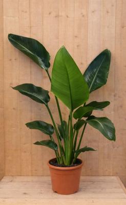 Paradijsvogelbloem Strelitzia Nicolai potmaat 21 cm H110-130 cm (kan in de zomer buiten) Warentuin Natuurlijk - Warentuin natuurlijk