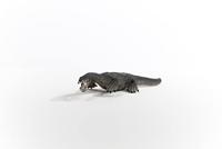 Schleich dinosaurs nothosaurus 15031 - thumbnail