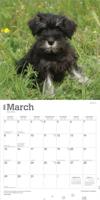 Schnauzer Puppies Kalender 2026 - thumbnail
