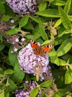 Vlinderstruik - thumbnail