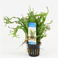 Microsorum pteropus Windelov - 6 stuks - aquarium plant - thumbnail