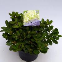Dwerg rododendron (Rhododendron "Shamrock") heester - 20-25 cm - 1 stuks - thumbnail