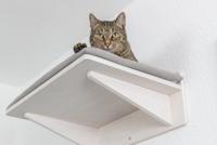 TRIXIE LIGPLATEAU MET KUSSEN VOOR MUURLANDSCHAP WIT 50X36,5X17,5 CM - thumbnail