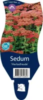 Sedum Herbstfreude vaste plant Griffioen - Griffioen - thumbnail