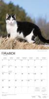 Zwart Wit Katten Kalender 2026 - thumbnail