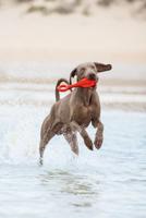 BZ TPR HSP VLIEG BOEI RD 28 - thumbnail