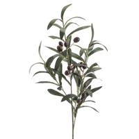 Olive - thumbnail