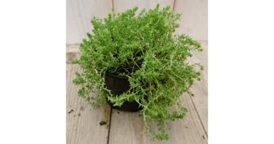 3 stuks! Rotsplant Sedum lichtgroen Warentuin Natuurlijk - Warentuin natuurlijk