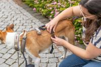 Trixie paniekadapter stay voor tuigen zwart - thumbnail
