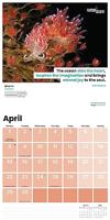 Sea Change Kalender 2024 - thumbnail