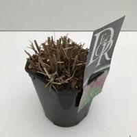 Prachtriet (Miscanthus sinensis "Red Chief") siergras - In 5 liter pot - 1 stuks - thumbnail