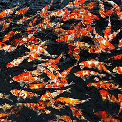 JBL Propond Shrimp M 1kg - Hoogwaardig Koi Voer 15-85cm voor Gezonde Groei & Intense Kleuren - thumbnail