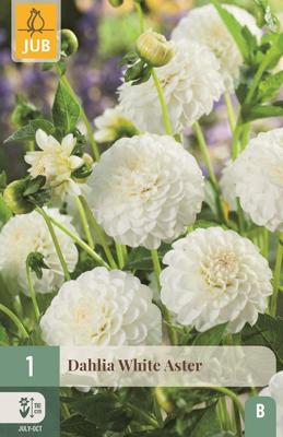 Dahlia White Aster wit 1 bloembol Dahlia JUB - Jub