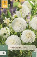 Dahlia White Aster wit 1 bloembol Dahlia JUB - Jub - thumbnail