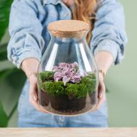 Plantenterrarium Hypoestes roze (DIY) - thumbnail