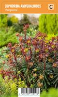 Vips Euphorbia amygdaloides Purpurea - wolfsmelk - thumbnail