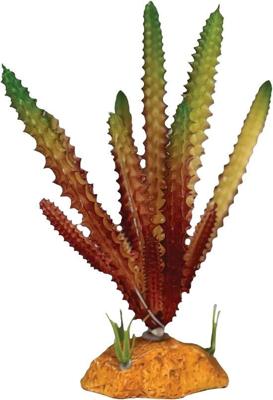 Plant cactus needle red Repto - Repto Plant cactus needle red Repto - Repto