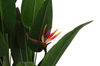 Decoratieve plant DKD Home Decor (90 x 90 x 200 cm) - thumbnail