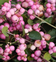 Sneeuwbes - thumbnail