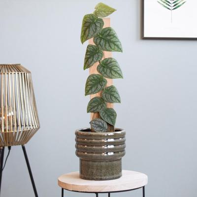 Monstera Dubia - P14