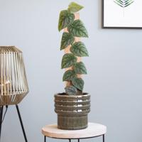 Monstera Dubia - P14 - thumbnail