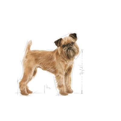 ROYAL CANIN CCN Mini Dental Care - droogvoer voor volwassen honden - 3kg