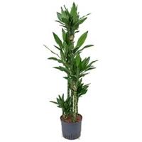 Dracaena janet lind campito hydrocultuur plant - thumbnail