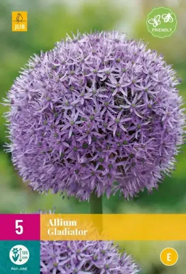 Allium gladiator 5 bollen