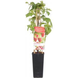 Herfstframboos (rubus idaeus "Aroma Queen") fruitplanten Herfstframboos (rubus idaeus "Aroma Queen") fruitplanten