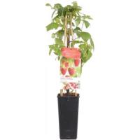 Herfstframboos (rubus idaeus "Aroma Queen") fruitplanten - thumbnail